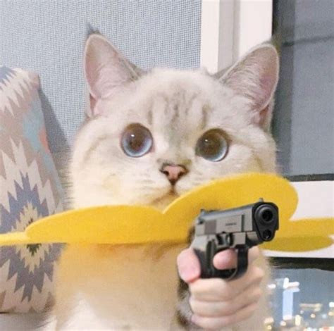 hình ảnh con mèo cầm súng