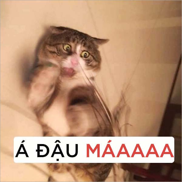 ảnh chế meme mèo bựa Á Đậu Má