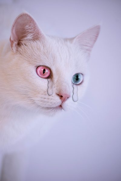 hình mèo khóc dễ thương