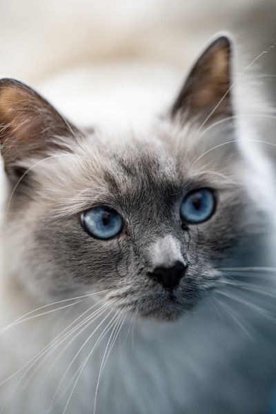 hình mèo khóc mắt xanh