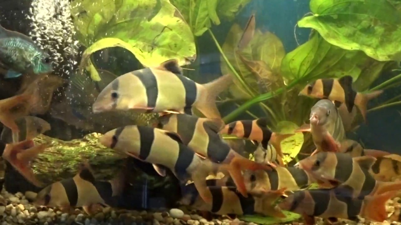 Mơ Thấy Cá Hổ Có Điềm Báo Gì? Gợi Ý Các Cặp Số Mang Lại May Mắn