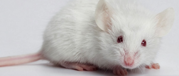 Nếu bạn mơ thấy chuột trắng thì nên đặt cược vào con số nào? Ý nghĩa mơ thấy chuột trắng - Sổ mơ - Tử vi - Cung hoàng đạo - Tarot - Blog