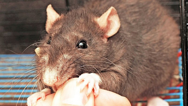 Người phụ nữ Anh tử vong sau khi bị chuột cắn – VnExpress Health