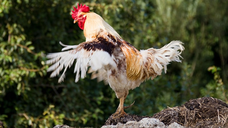 Làm thế nào để nhận biết gà thay lông? Mất bao lâu để gà thay lông?