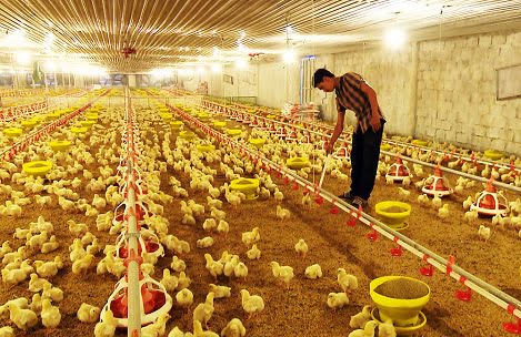 Tổng hợp 94+ hình về mô hình trang trại nuôi gà - NEC