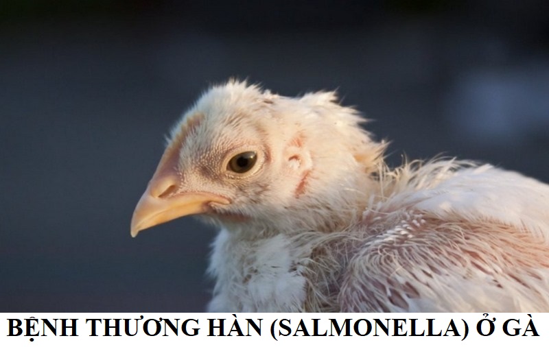 Bệnh thương hàn (Salmonella) ở gà: Nguyên nhân và cách phòng ngừa - Thế giới chọi gà