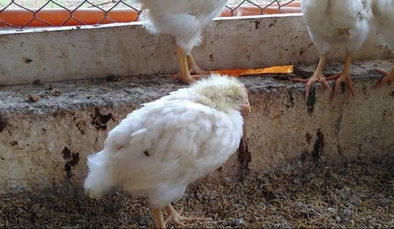 Bệnh thương hàn (Salmonella) ở gà: Nguyên nhân và cách phòng ngừa - Thế giới chọi gà