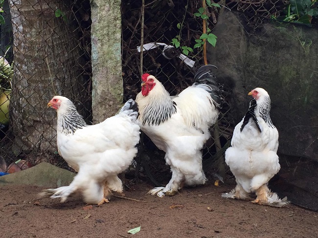 Bất ngờ loại gà “siêu to khổng lồ” được nuôi để làm cảnh, giá hàng chục triệu đồng/con