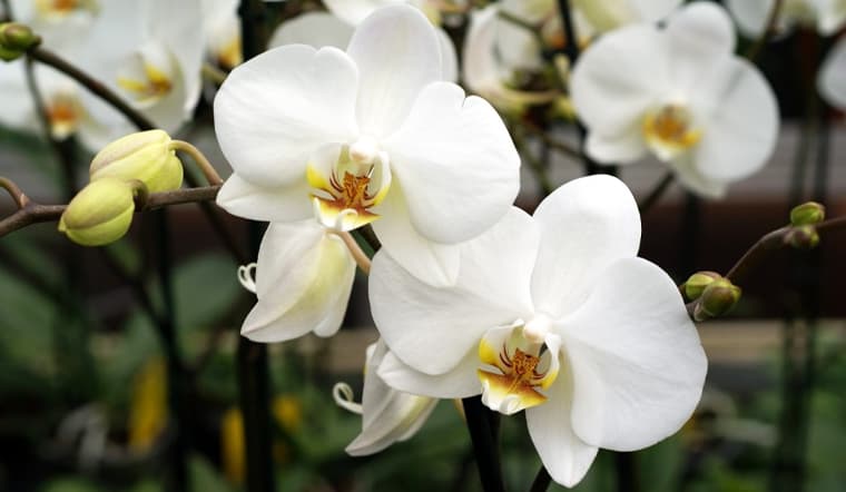 Hoa phong lan: Ý nghĩa, đặc điểm và công dụng của hoa phong lan