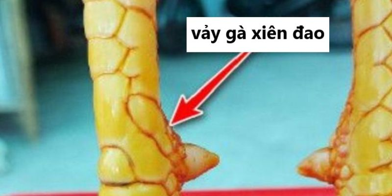 Vảy xương ở gà chọi: Đặc điểm quý giá và cách nuôi dưỡng