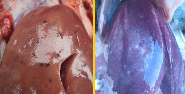Bệnh kí sinh trùng đường máu ở gà và những kinh nghiệm phòng bệnh hữu hiệu - Tiến Thắng Vet