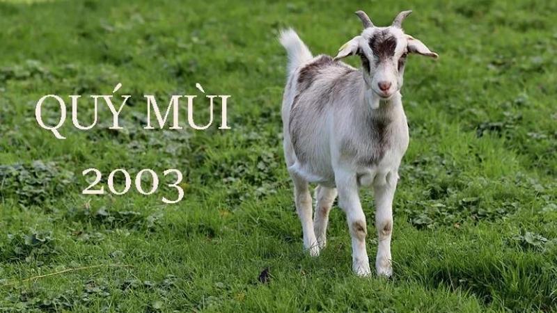 Vận mệnh của năm Mùi 2003 như thế nào? Tuổi nào hợp với năm Mùi?