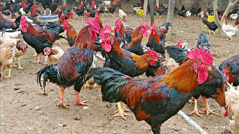 Năng Suất Trứng Của Giống Gà Mía Trong 1 Năm
