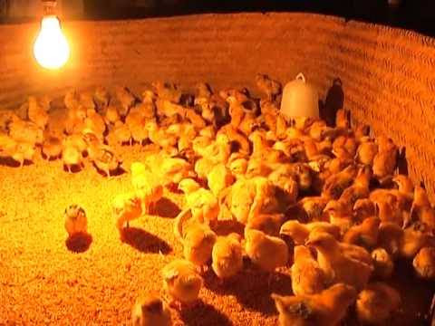 CHỔI GÀ LÀ MỘT THỨ NHỎ