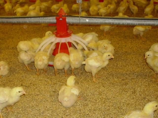 Úm gà là gì? Kỹ thuật Úm Gà Con từ 1 đến 28 ngày HIỆU QUẢ Nhất | VIETMOSFARM