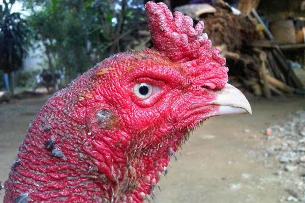 Hướng dẫn cách xử lý nấm mốc ở gà chọi đơn giản và hiệu quả từ A đến Z