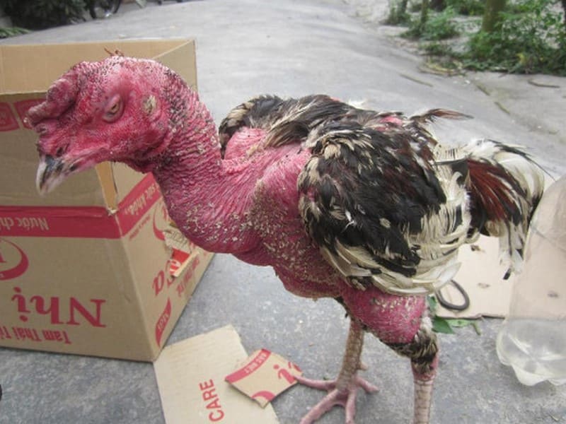 Cách chữa nấm mốc ở gà chọi đơn giản và hiệu quả nhất